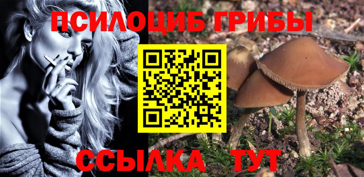 Псилоцибиновые грибы Psilocybine cubensis Родники